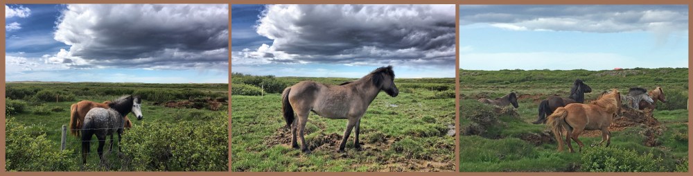 1_Snaefellsnes Horses